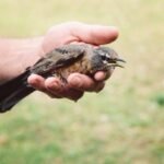 Why Do Birds Get Stuck in Urban Areas, and How Can We Assist Them?