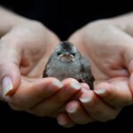 Which Bird Species Are Most in Need of Rescue?