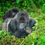 Which species of gorillas are most at risk and in need of rescue?