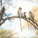 Which organizations are leading the way in monkey rescue efforts?