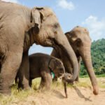 Why do some elephants require rehabilitation after rescue?