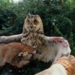 Can I Volunteer for Bird Rescue and What Training Is Required?