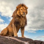 How does lion rescue impact the local ecosystems?