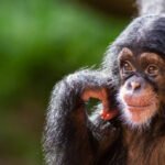 Can you describe the legal aspects of monkey rescue and rehabilitation?