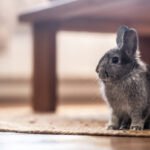What should I feed a rescued rabbit for optimal health?