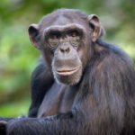 How are rescued monkeys prepared for release into the wild?