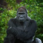 How do gorilla rescue centers care for injured or orphaned gorillas?