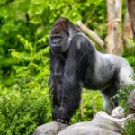 How can I get involved in gorilla rescue initiatives?