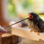 Which Tools and Supplies Are Essential for DIY Bird Rescue Efforts?