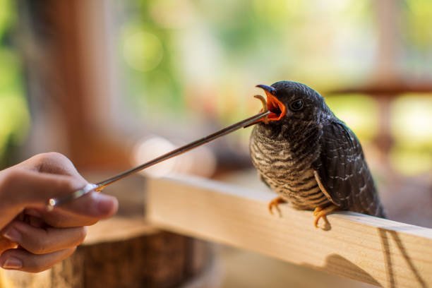 Which Tools and Supplies Are Essential for DIY Bird Rescue Efforts?
