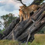 Which organizations are at the forefront of lion rescue and protection?