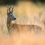 Can you share success stories of deer rescue and release back into the wild?