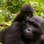What is the impact of habitat loss on the need for gorilla rescue?