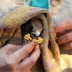 How Do I Safely Transport an Injured Bird to a Rescue Center?