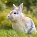 Can rescued rabbits be trained for litter box use?