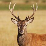 Why do fawns often require special care in deer rescue efforts?