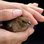 Can You Explain the Importance of Bird Rescue Organizations?
