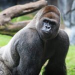 What are the primary challenges in gorilla rescue operations?