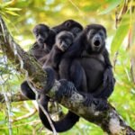 Why do some monkeys need long-term care in rescue facilities?