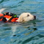 What are the benefits of fostering a dog for a rescue organization?