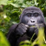 Which organizations are leading the way in gorilla rescue and rehabilitation?