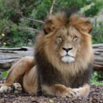 Can you adopt a rescued lion as a pet, and should you?
