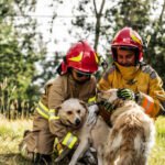 Can I adopt a specific dog breed through a rescue organization?