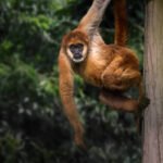 What legal regulations govern monkey rescue and rehabilitation?