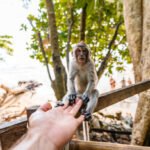 What are the main threats that necessitate monkey rescues?