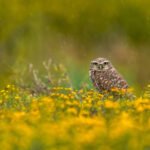 Can owl rescues be conducted at home, and if yes, what are the necessary steps to take?