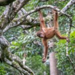 Which organizations are at the forefront of monkey rescue and conservation?