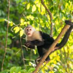 What equipment is essential for a monkey rescue operation?