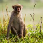What is the role of sanctuaries in monkey rescue and conservation?
