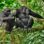 How do monkey rescues address the illegal pet trade?