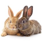 What are the common health issues faced by rescued rabbits and how can they be prevented?
