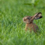 Why are rabbits surrendered to shelters?