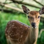 What are the potential risks and challenges in deer rescue operations?
