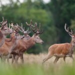 Can I legally rescue and care for an injured deer on my own?