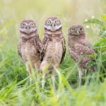 What precautions should one take when handling an injured owl during a rescue?