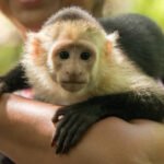 How do experts determine if a monkey is ready for release after rescue?