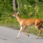 Which tools and equipment are essential for a successful deer rescue?