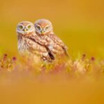 Which types of injuries are most commonly treated during owl rescues?