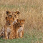 What are the ethical considerations in lion rescue and rehabilitation?