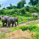 What role do local communities play in elephant rescue?