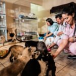 Can adopting a rescued animal help reduce pet overpopulation?