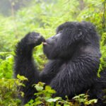 Why do gorillas face threats that require rescue and conservation efforts?