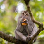 Why do monkeys need rehabilitation after rescue?