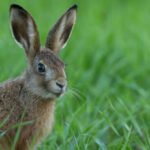 How can I create a safe and comfortable environment for a rescued rabbit at home?