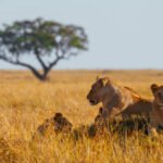 Why do lions end up needing rescue in the first place?