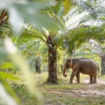 How are injured elephants treated during rescue operations?